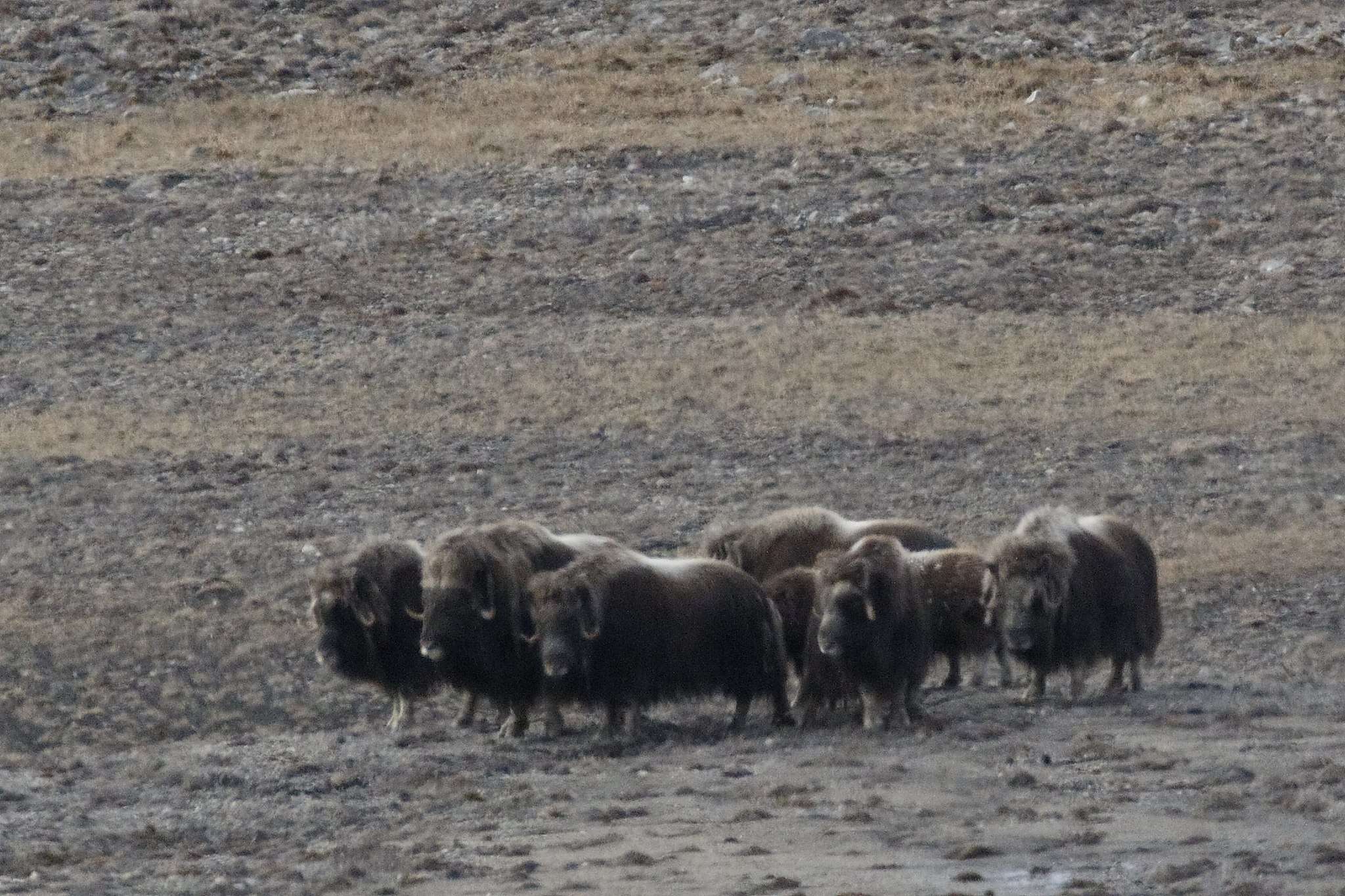 Image of muskox