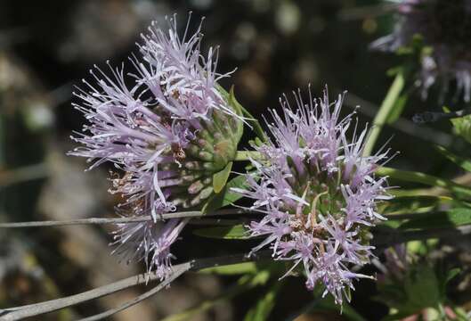 Image of Willowy Mountainbalm