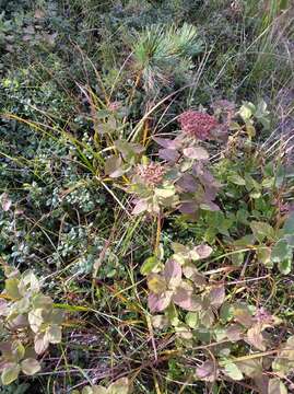 Слика од Spiraea betulifolia var. aemiliana (Schneid.) Koidz.
