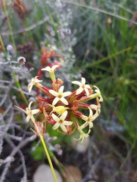 Crassula fascicularis Lam. resmi