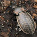 Image of Carabus (Eucarabus) italicus Dejean 1826