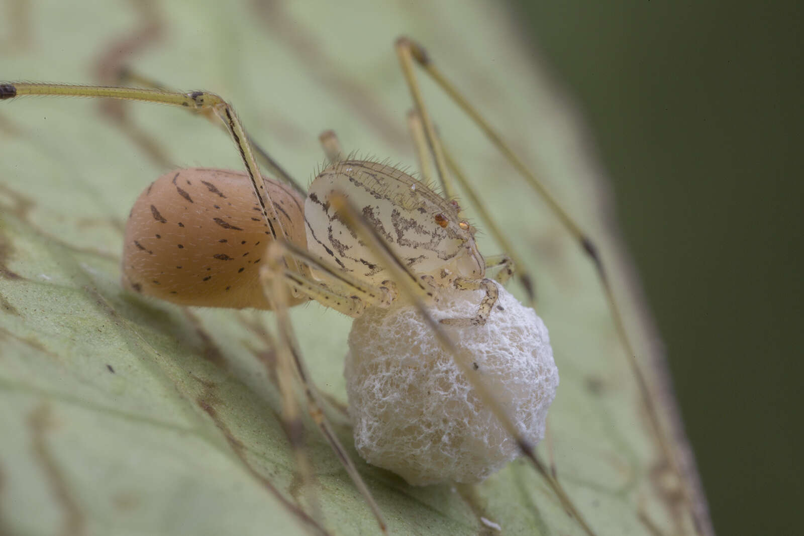 Image of Scytodes pallida Doleschall 1859