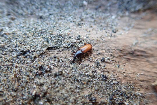 Mesites pallidipennis Boheman 1838 resmi