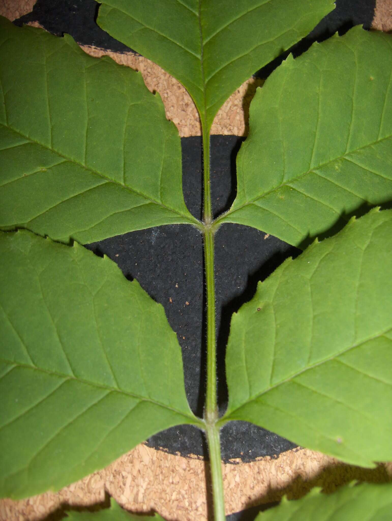 Image of green ash