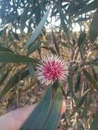 Image of Pincushion hakea