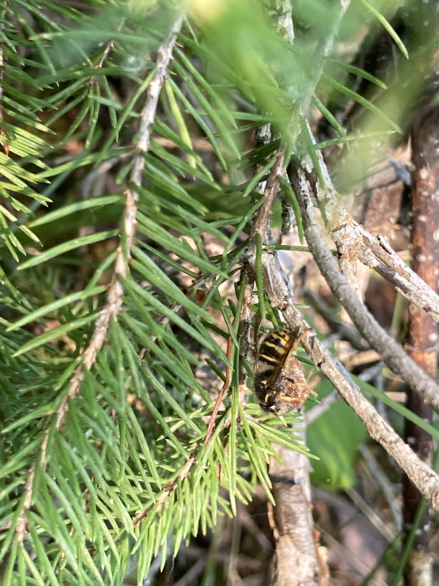 Image of Dolichovespula alpicola Eck 1984