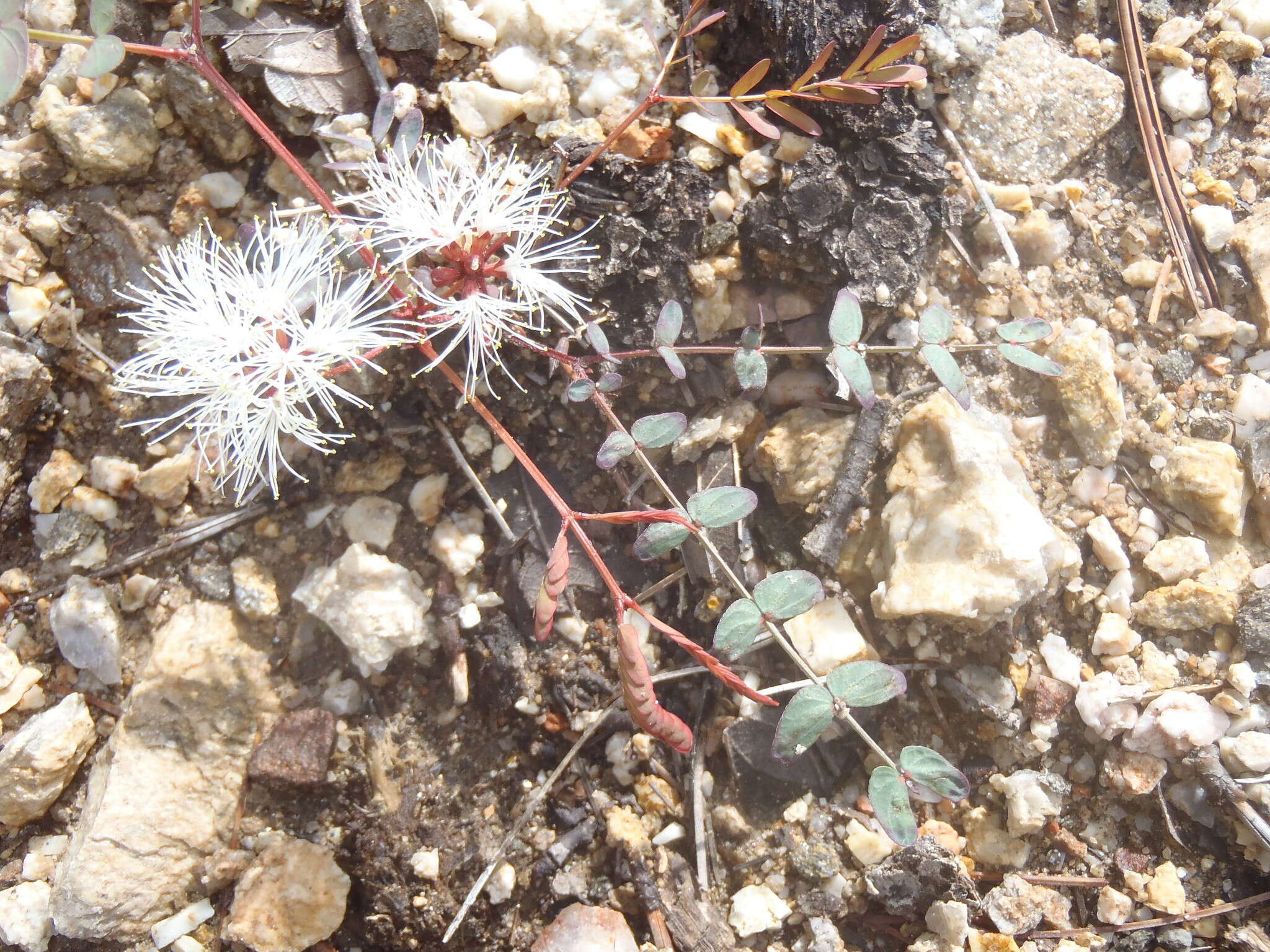 Image of dwarf stickpea