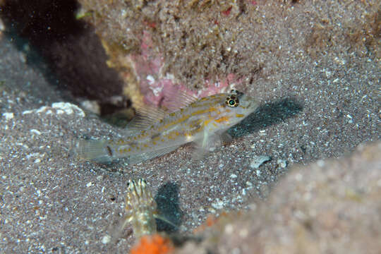 Image of Pallid Goby