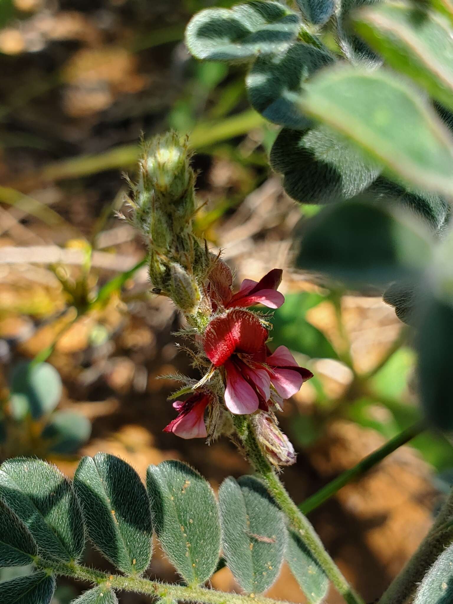 Imagem de Indigofera daleoides var. daleoides