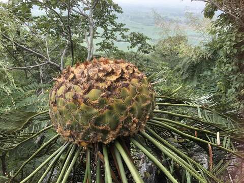 Sivun Cycas tansachana K. D. Hill & S. L. Yang kuva