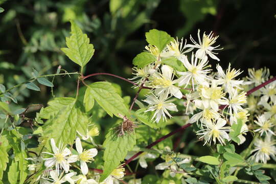 Image of Clematis brevicaudata DC.