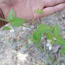 Image of Salvia protracta Benth.