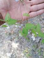 Salvia protracta Benth. resmi