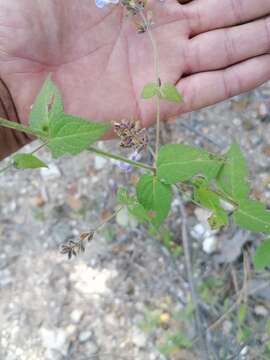 Salvia protracta Benth. resmi