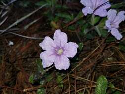 Image of Thickleaf Wild Petunia