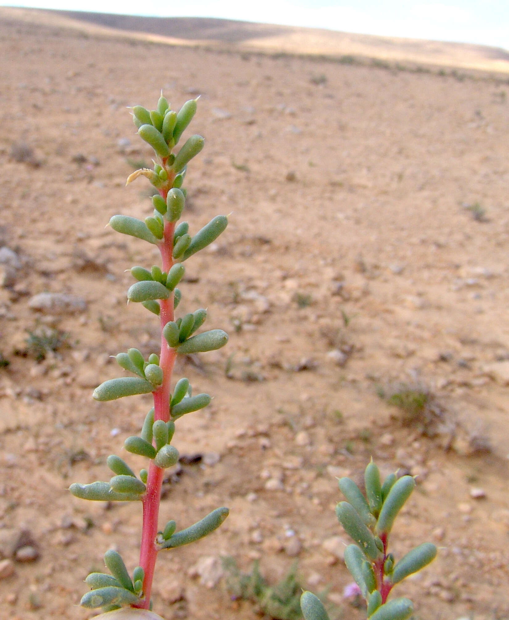 Image of Halogeton alopecuroides (Delile) Moq.