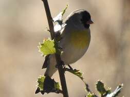 Image of Lawrence's Goldfinch