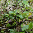 Imagem de Corybas orbiculatus (Colenso) L. B. Moore