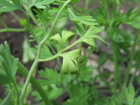 Image of Peronospora affinis