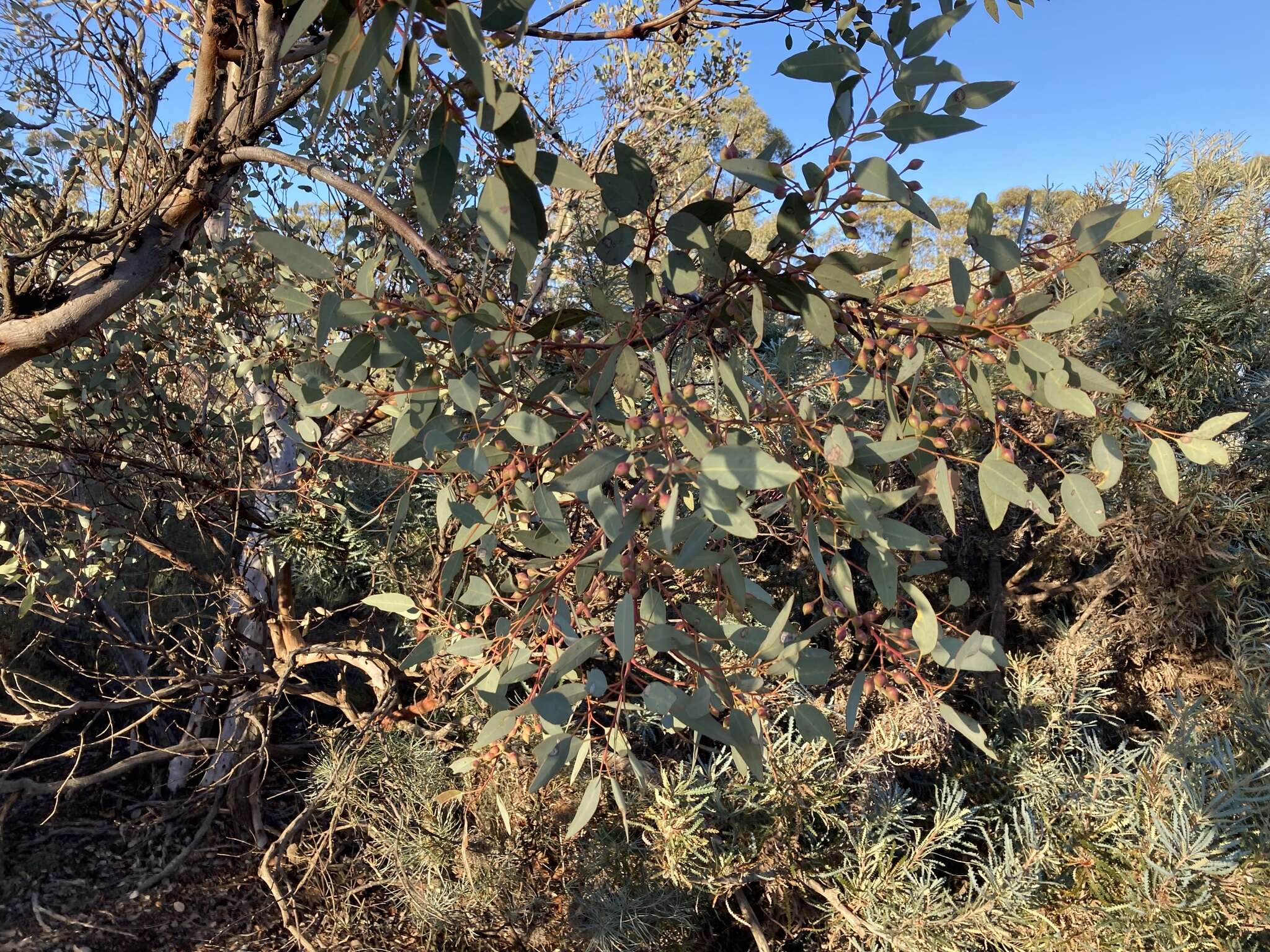 Plancia ëd Eucalyptus drummondii Benth.