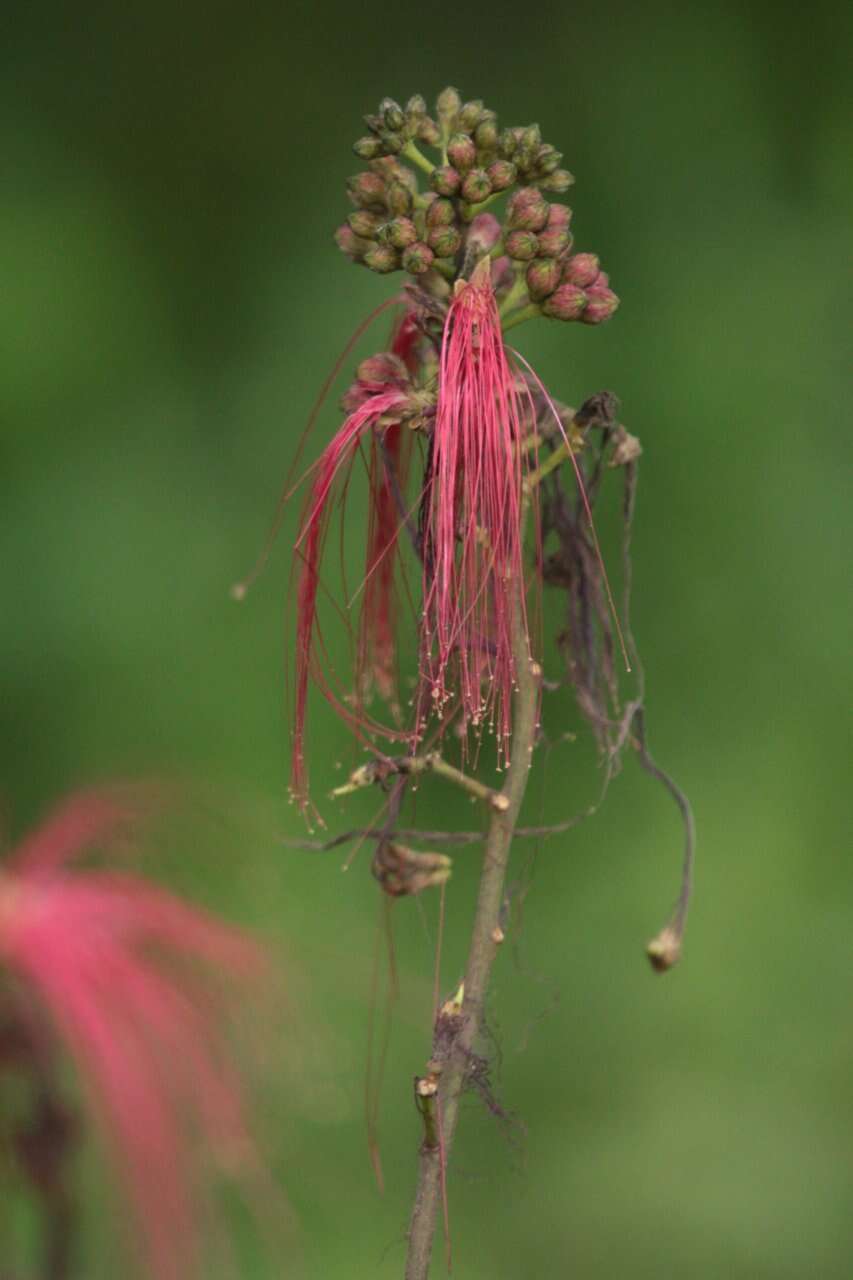 Image of Calliandra houstoniana var. anomala (Kunth) Barneby