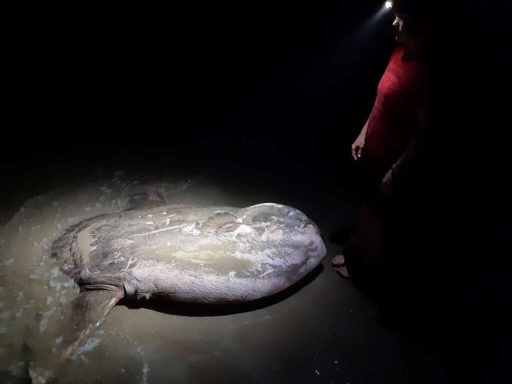 Image of Hoodwinker ocean sunfish