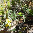 Image of Hibbertia australis N. A. Wakefield