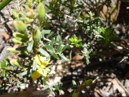 Image of Hibbertia australis N. A. Wakefield