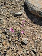 Image of Ixia trifolia G. J. Lewis