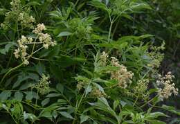 Image of Sambucus williamsii Hance