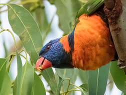 Image of Red-collared Lorikeet