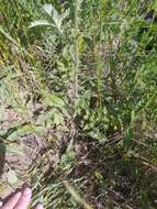 Image of Potentilla longifolia Willd.