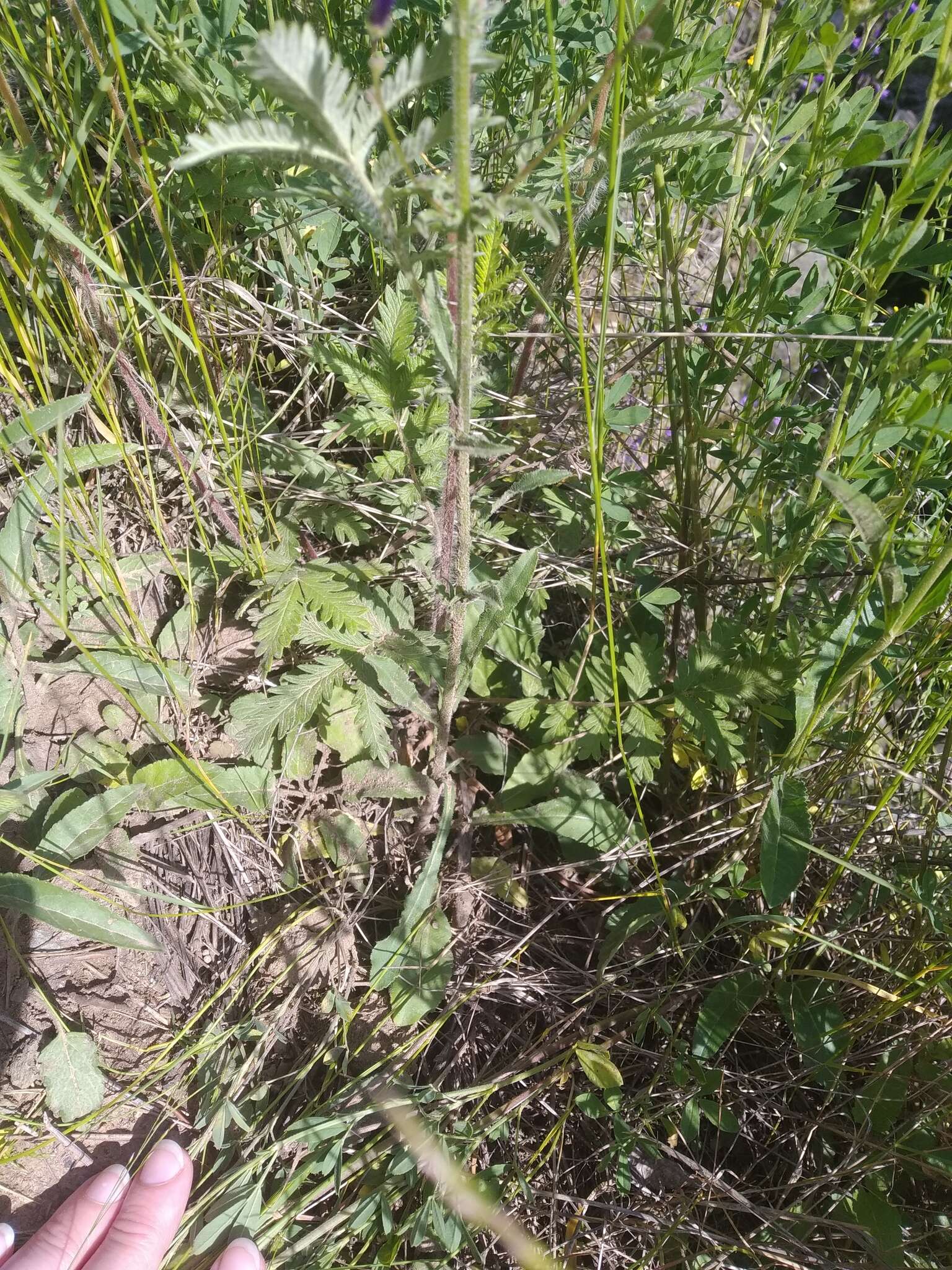 Image of Potentilla longifolia Willd.