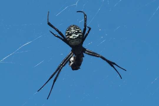 Image of Argiope trifasciata kauaiensis Simon 1900