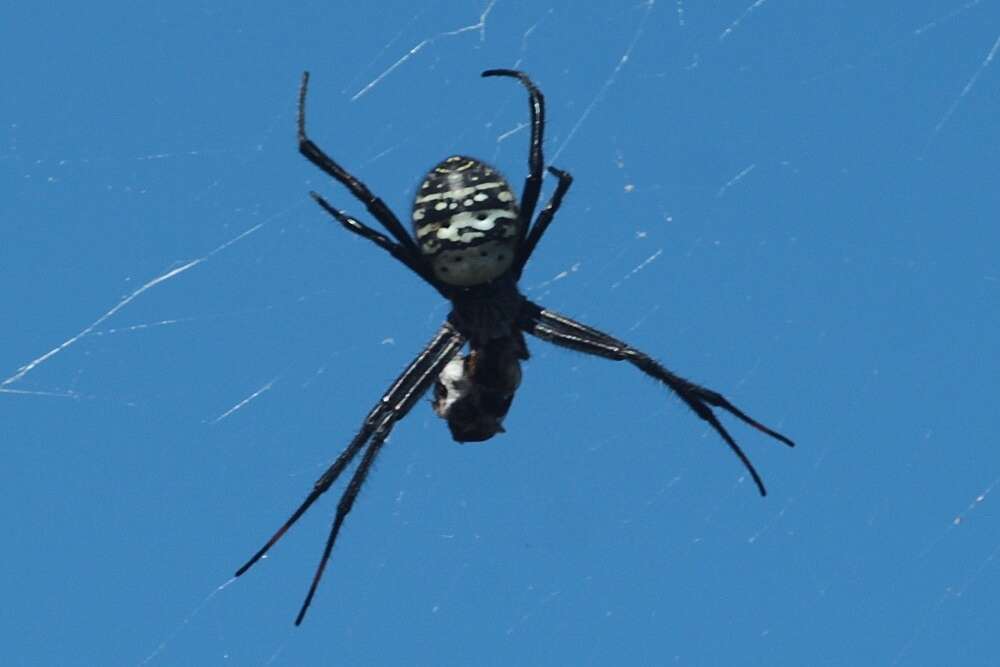 Imagem de Argiope trifasciata kauaiensis Simon 1900