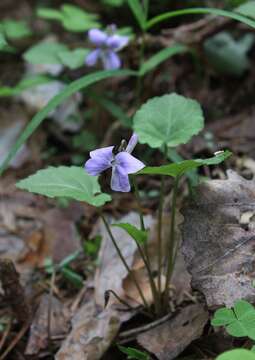 Image of Selkirk's violet