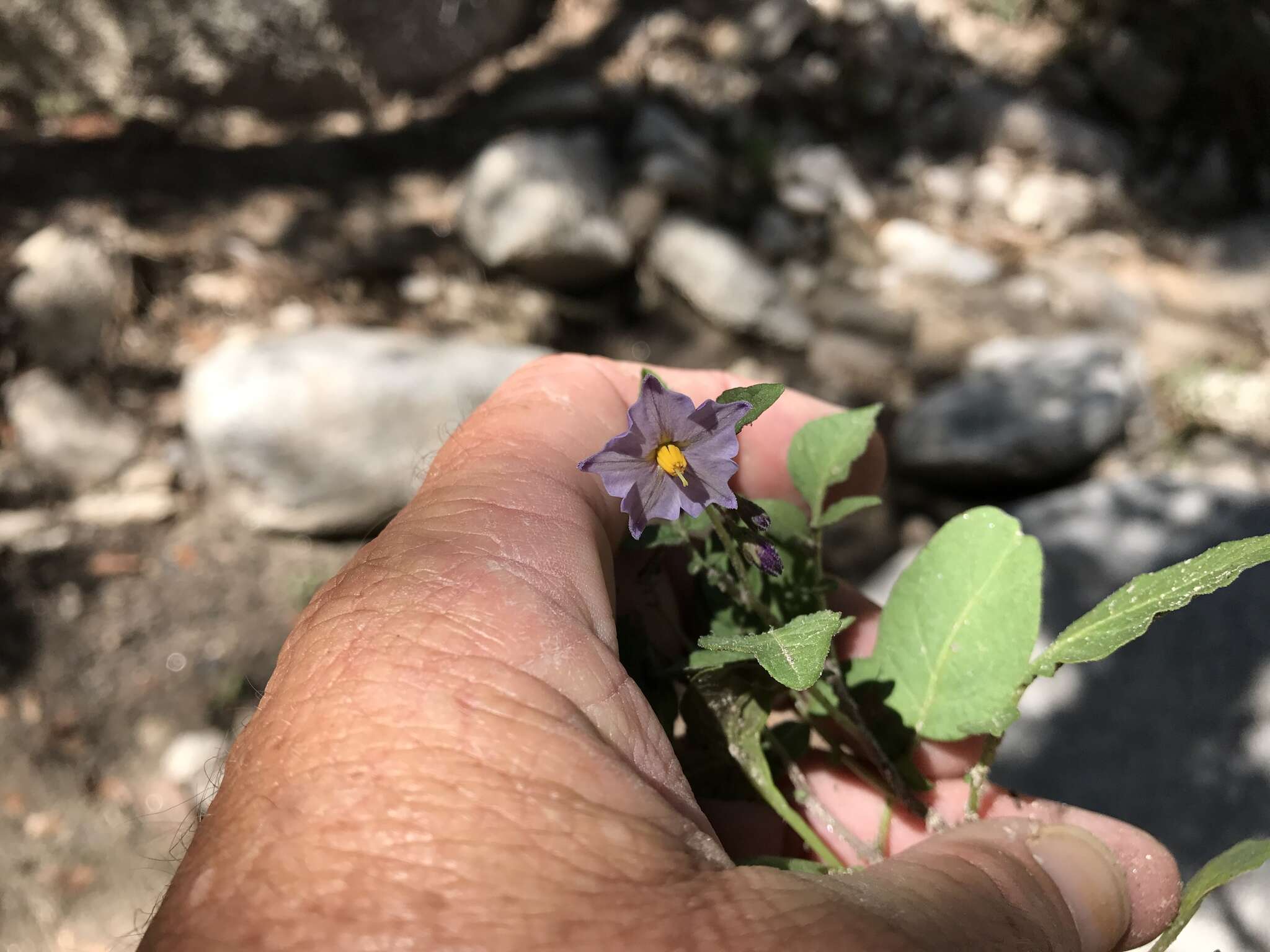 Solanum stoloniferum Schltdl. & Bouche的圖片