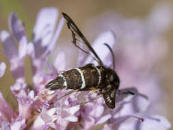 Image de Chamaesphecia bibioniformis Esper 1779