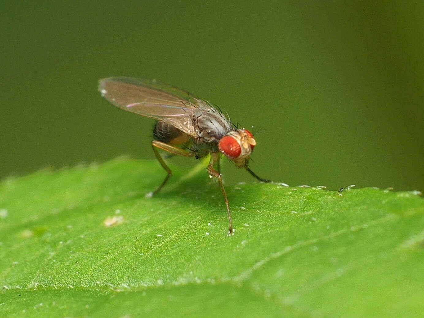 Image of Pomace fly