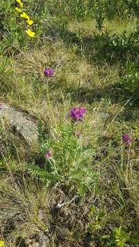 Image de Oxytropis kusnetzovii Krylov & Steinb.