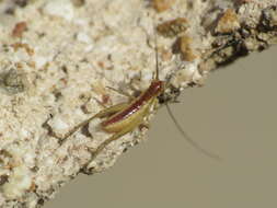 Image of tree-cricket