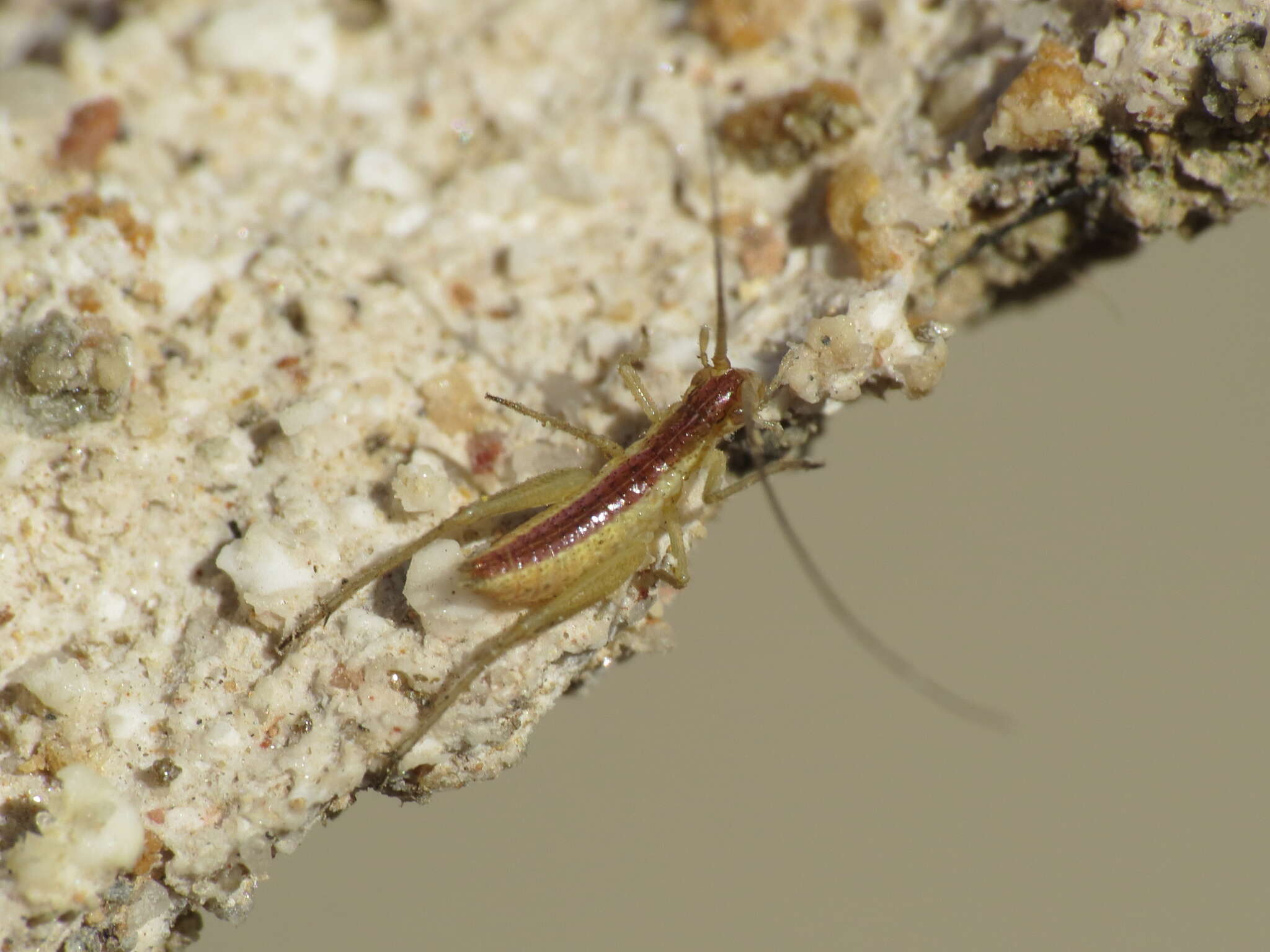 Image of tree-cricket