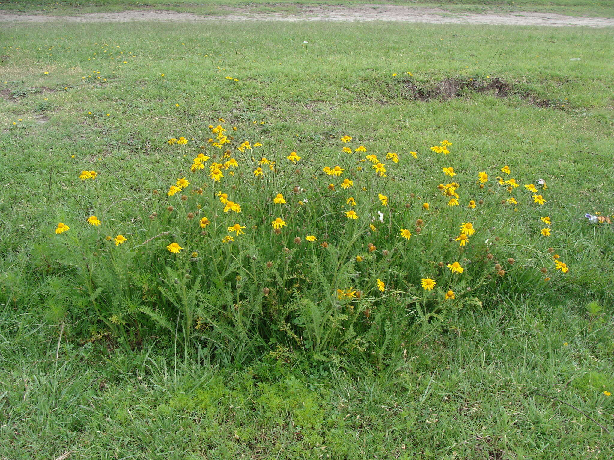 Image of Hybridella globosa (Ort.) Cass.