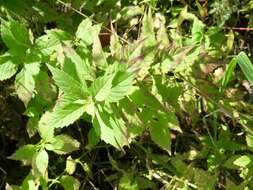 Image of Virginia water horehound