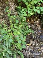 Image of New Zealand calceolaria