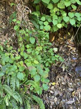 Image of New Zealand calceolaria