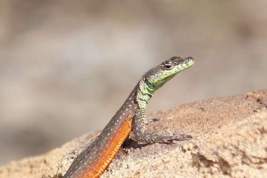 Image of Waterberg Flat Lizard