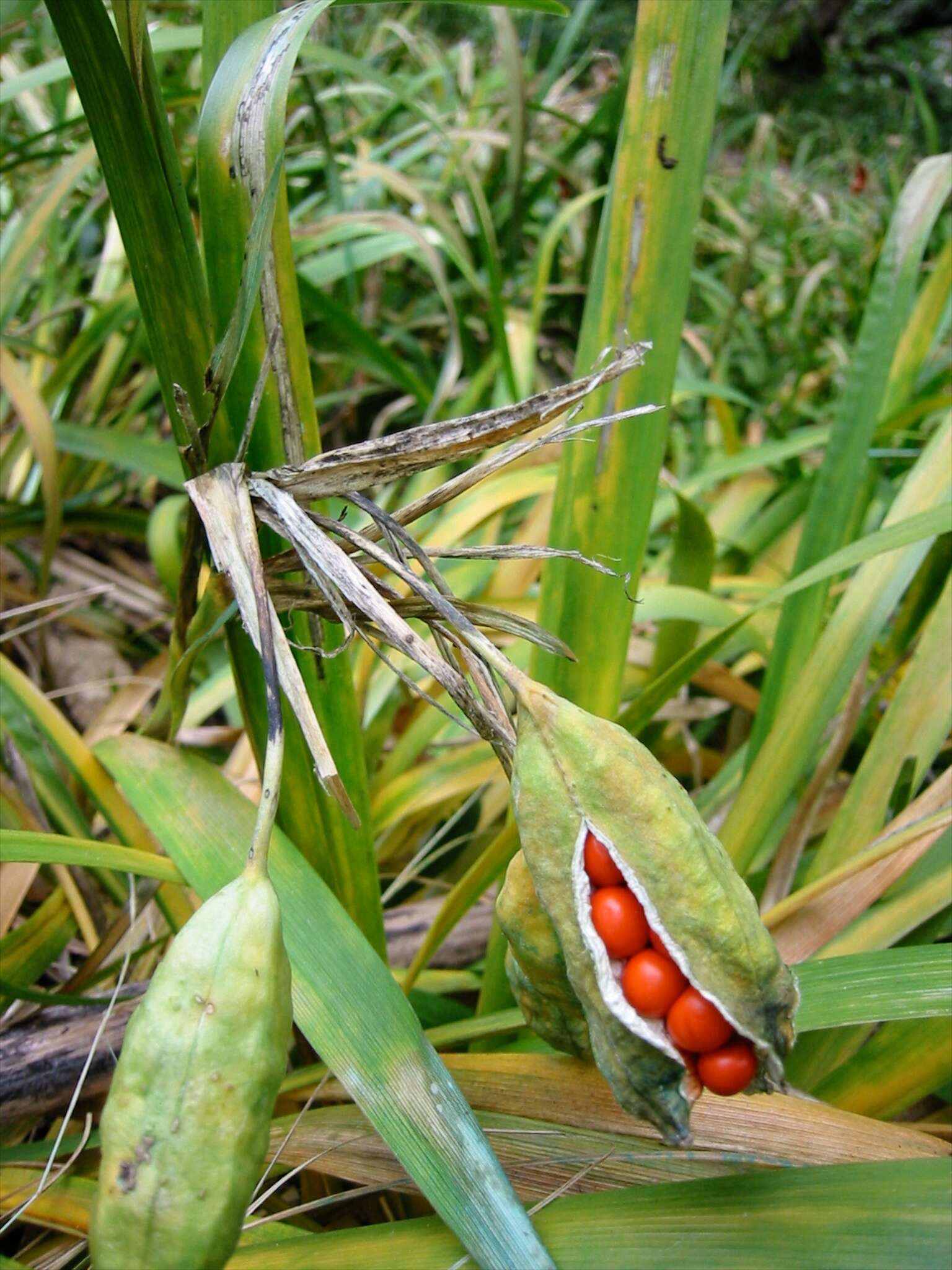 Image of stinking iris