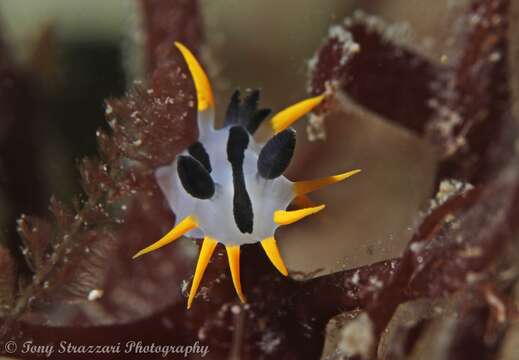 Image of Crowned nudibranch