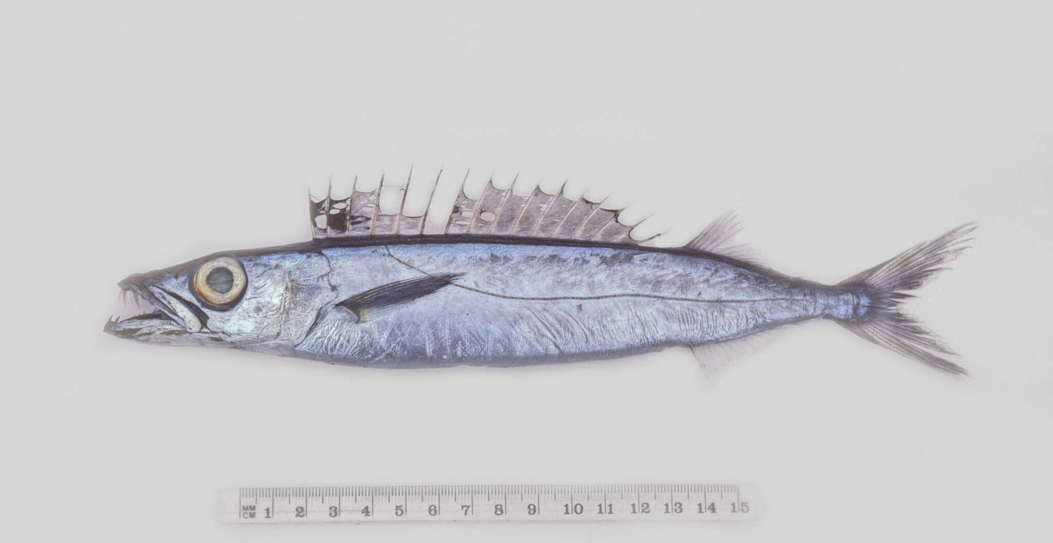 Image of Long-finned escolar